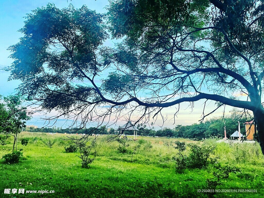绿野蓝天间的繁茂树木