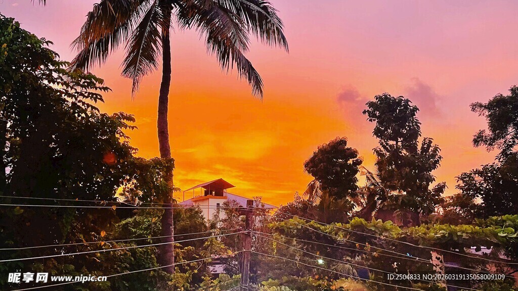 夕阳下的热带植物景观