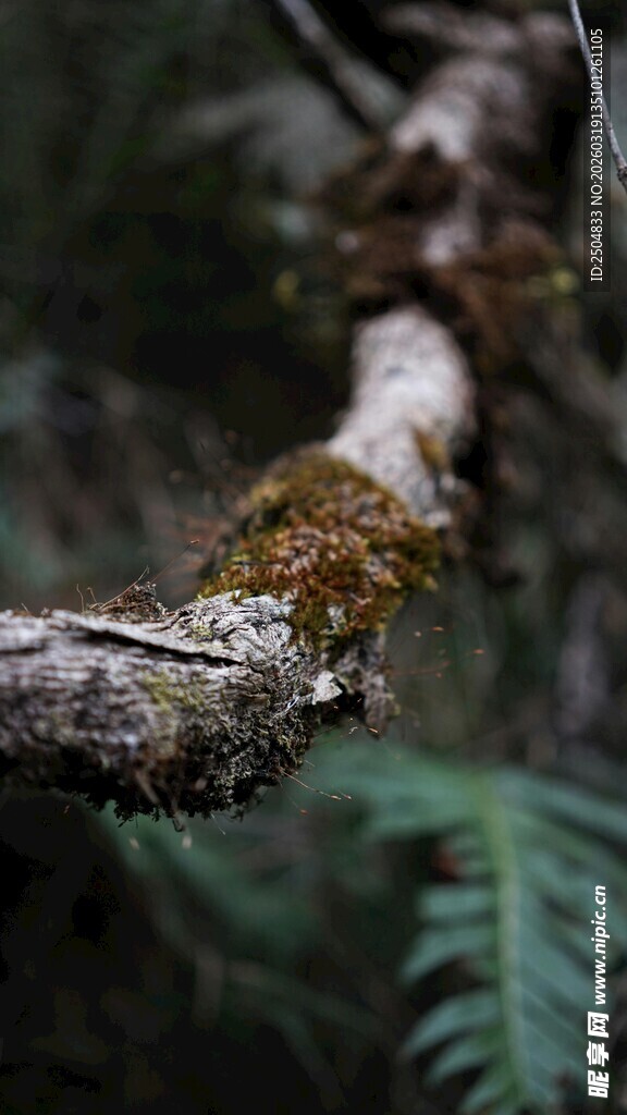 树枝上的苔藓与绿植