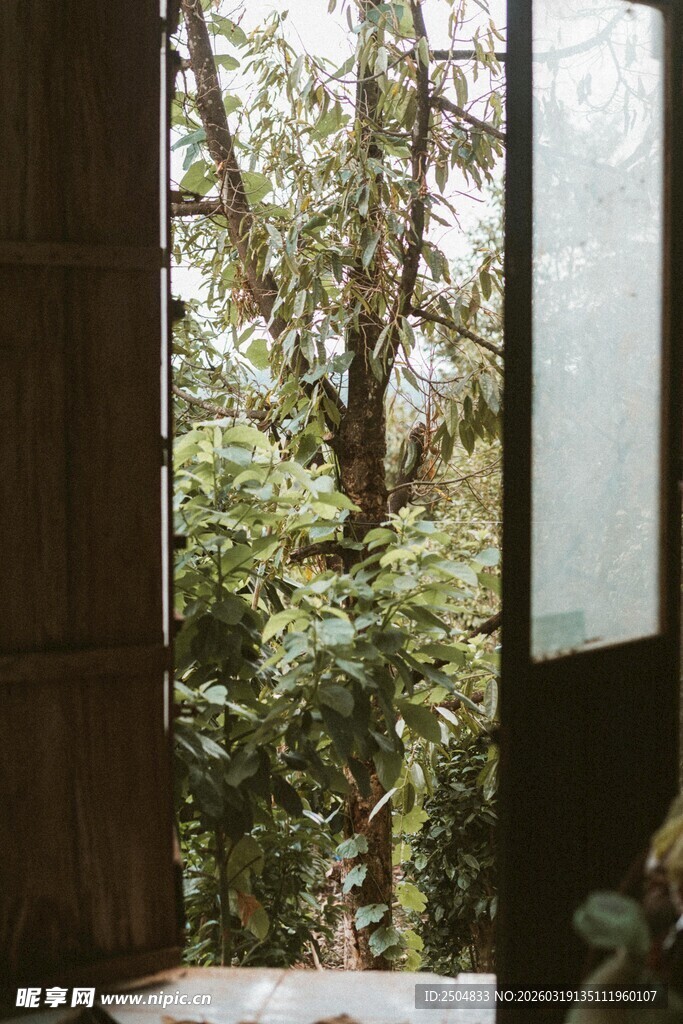 窗边绿意 自然景致