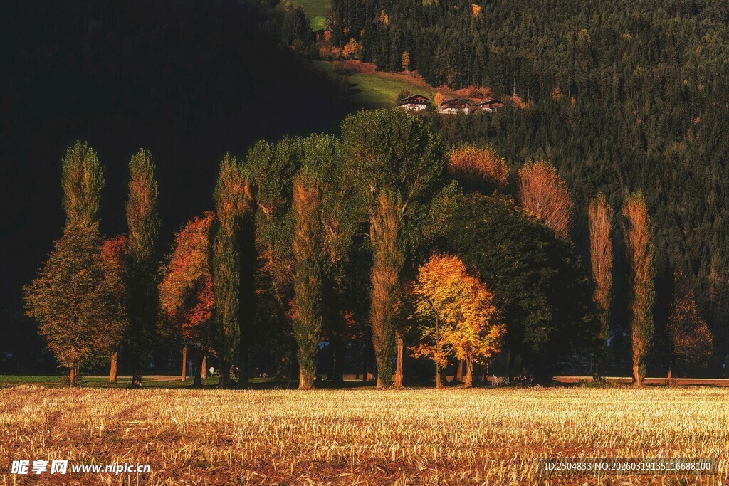 秋日田野旁的多彩林木