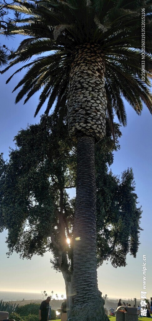 夕阳下的高大棕榈树