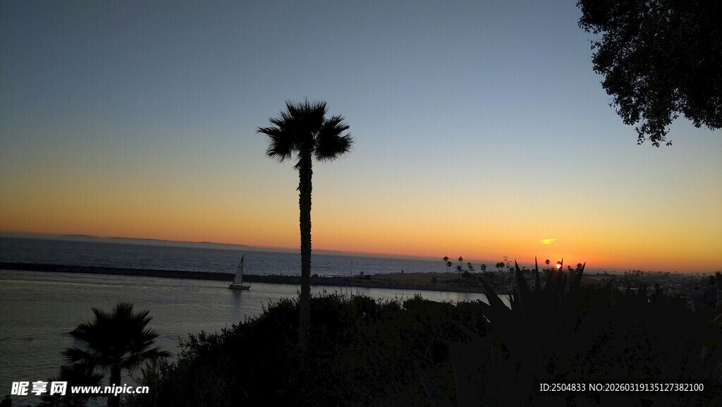 海边日落时的棕榈树美景