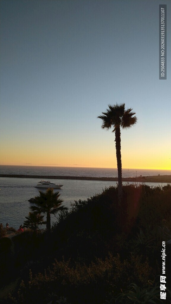夕阳下的海边棕榈树