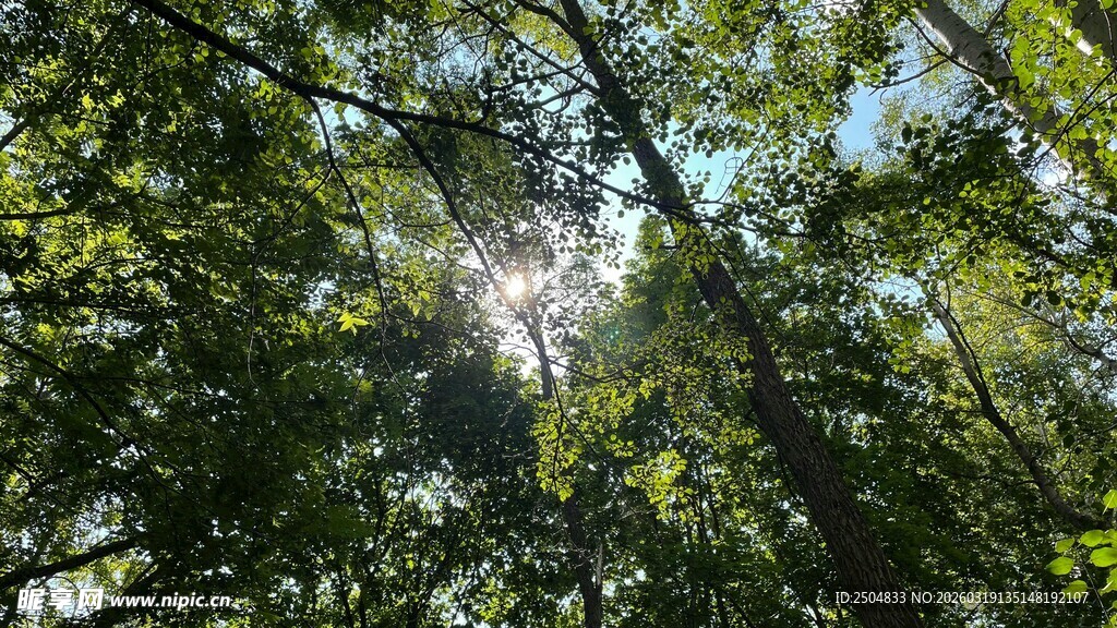 林间阳光洒落绿意盎然