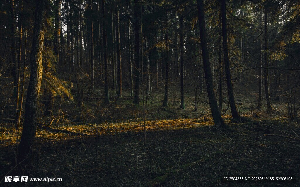 森林中的静谧光影时刻