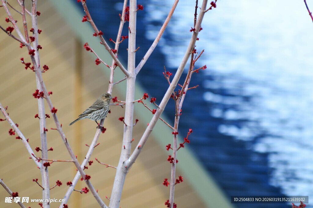枝头小鸟栖于红芽间