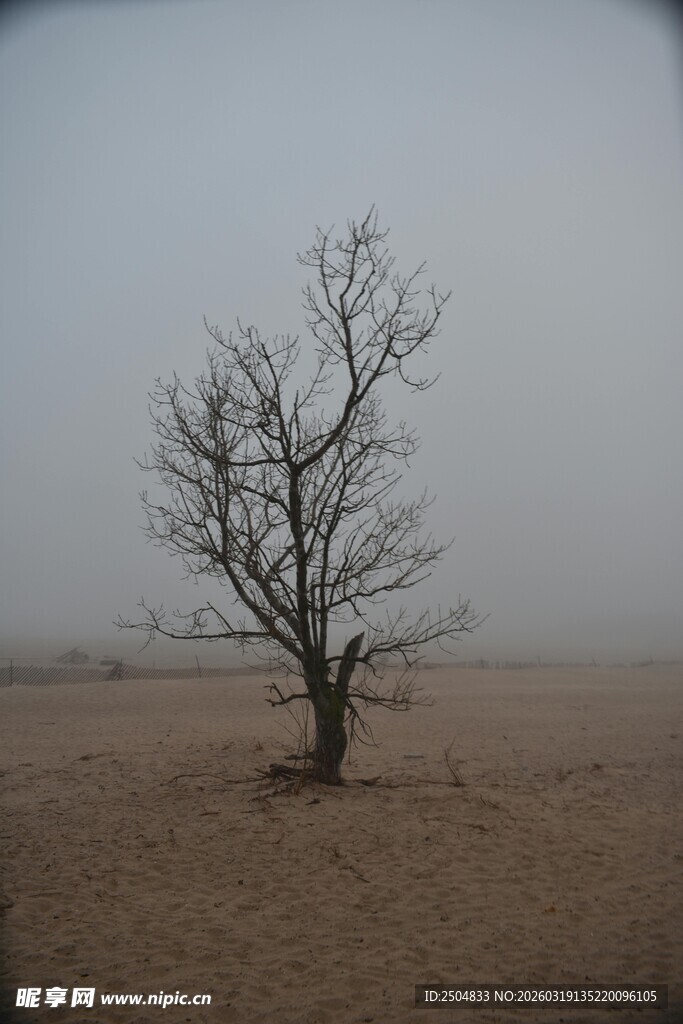 旷野孤树 尽显寂寥