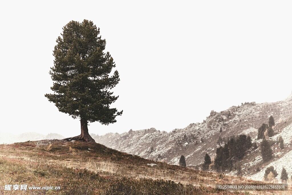 孤树屹立于山野之间