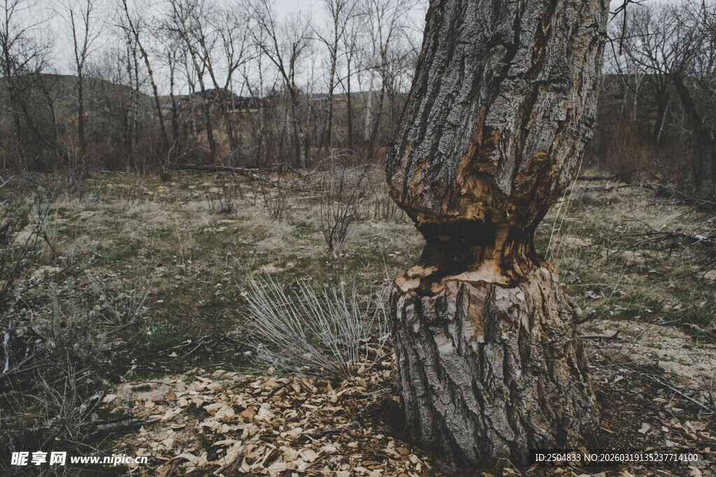 被啃食的树干
