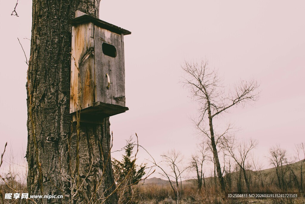 树上的木质鸟屋