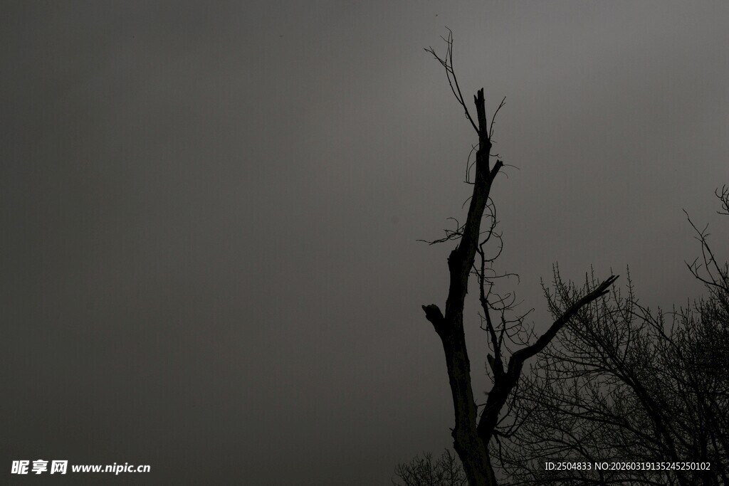 阴霾中挺立的枯树枝