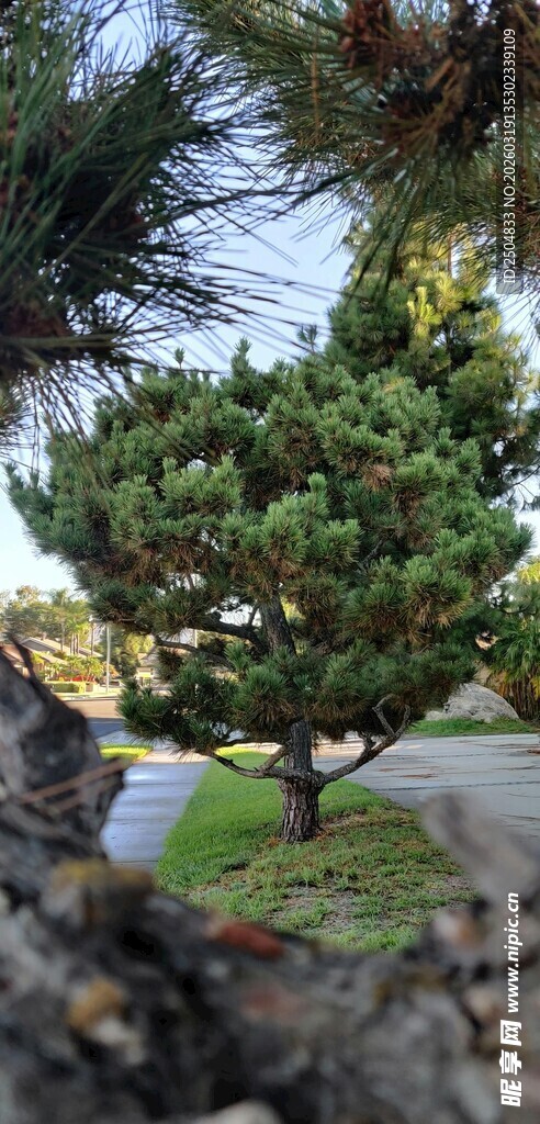 透过枝叶看道路旁的松树