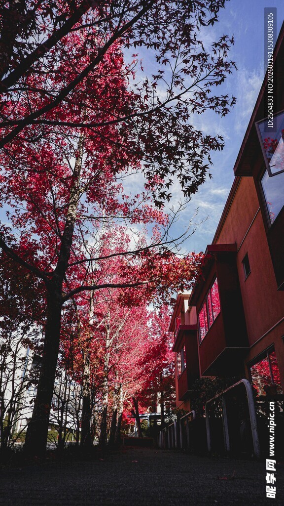 秋日红枫下的小屋