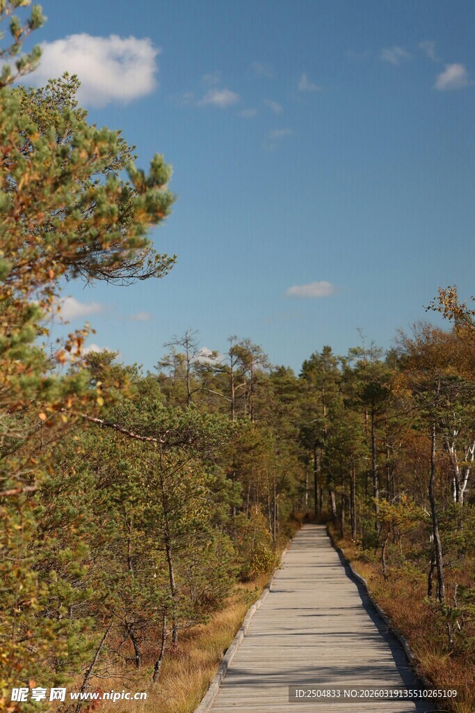 林间木栈道通向蓝天