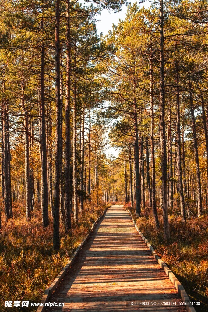 秋日林间木栈道美景