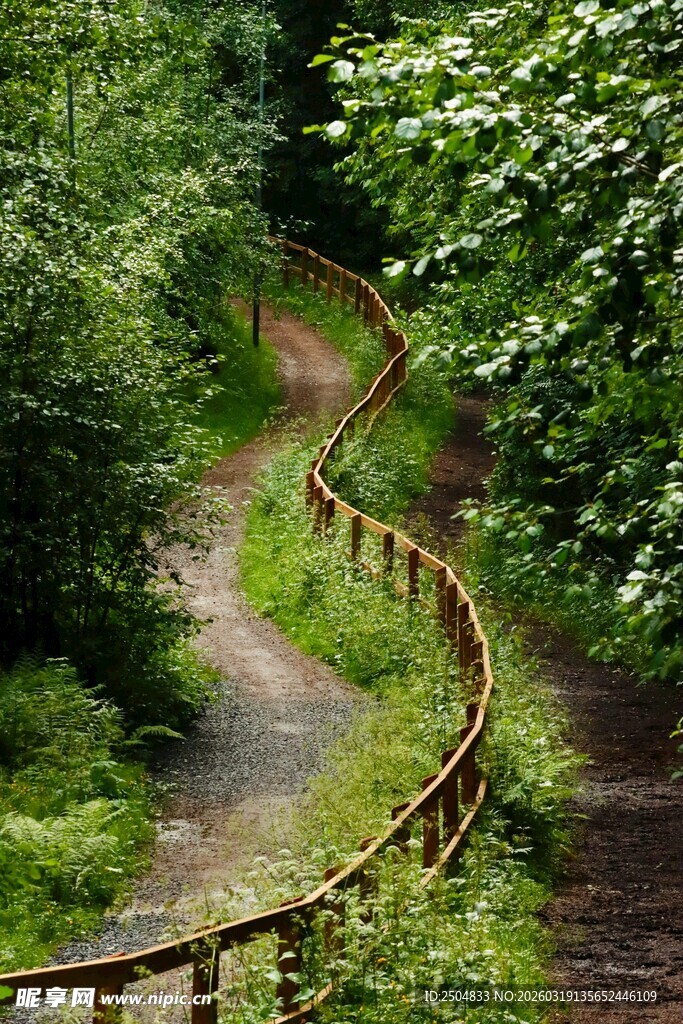 林间蜿蜒木栏小径