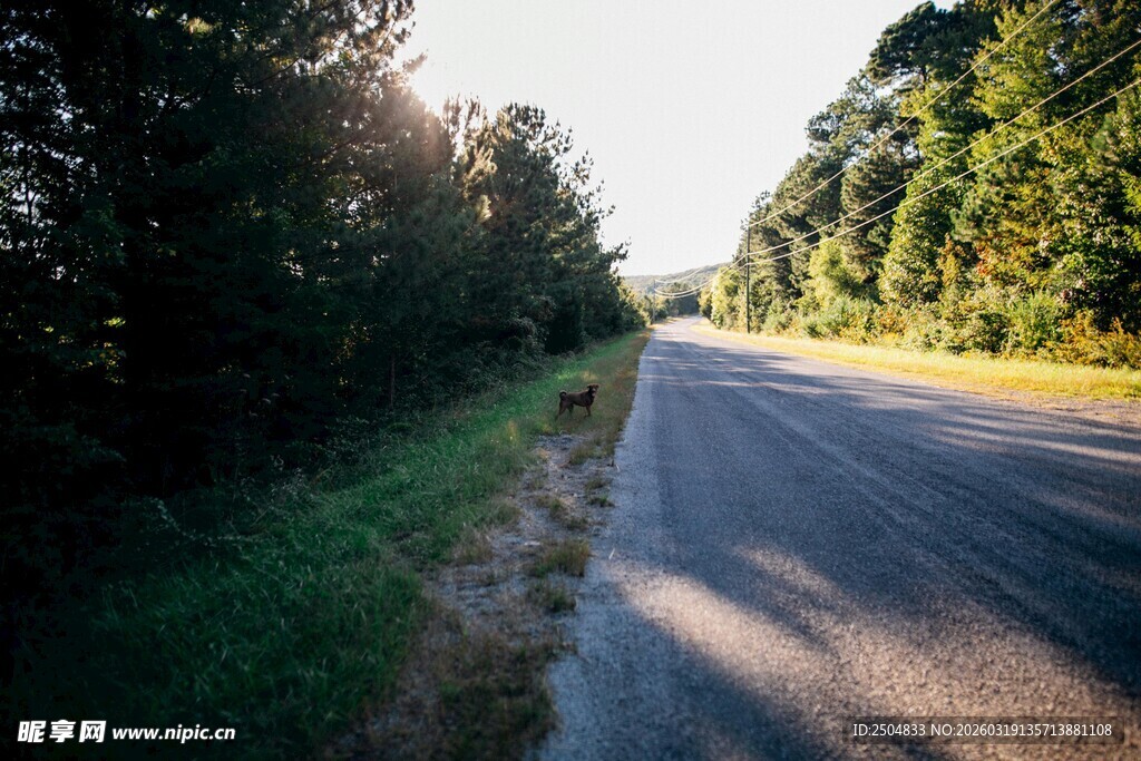 林间公路 阳光洒落的静谧