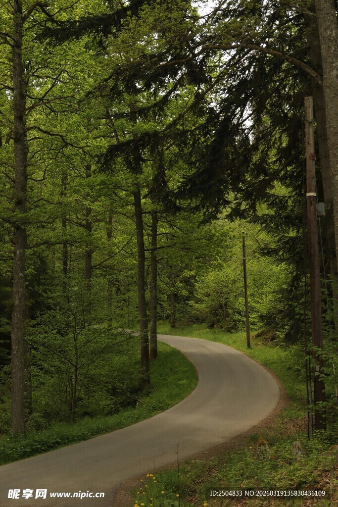 林间蜿蜒小路 绿意盎然