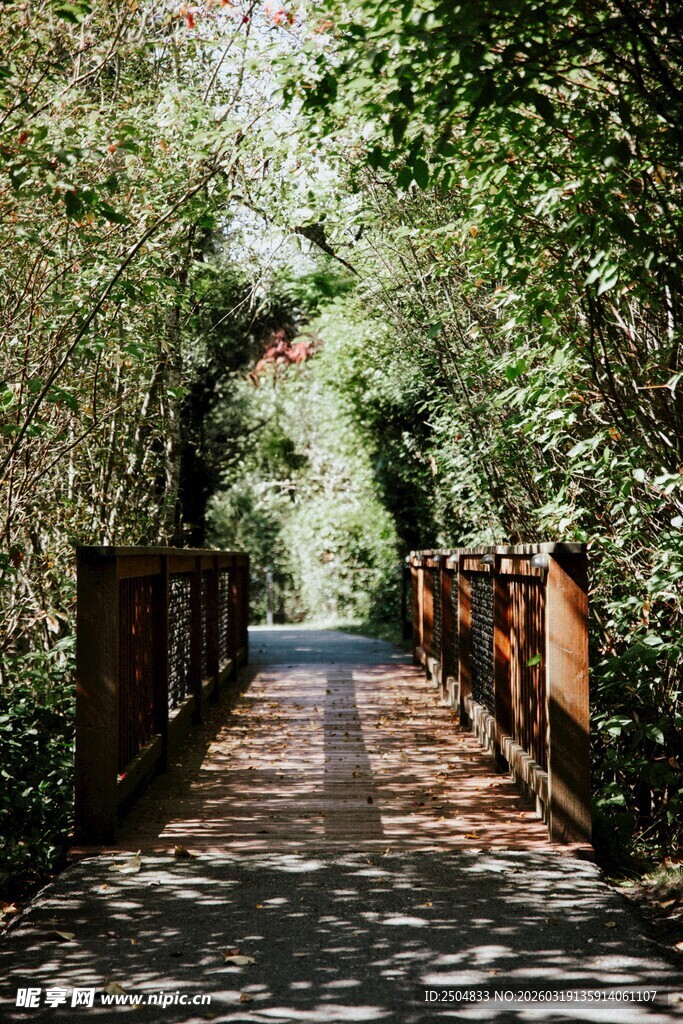 林间木桥小道 静谧之景