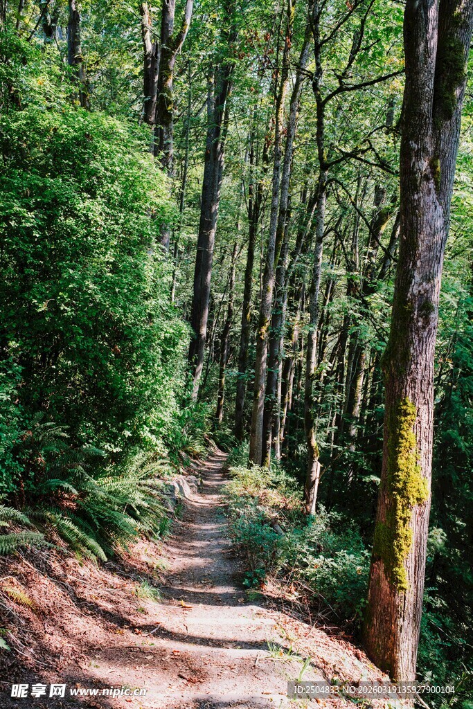 林间小径 邂逅自然之美