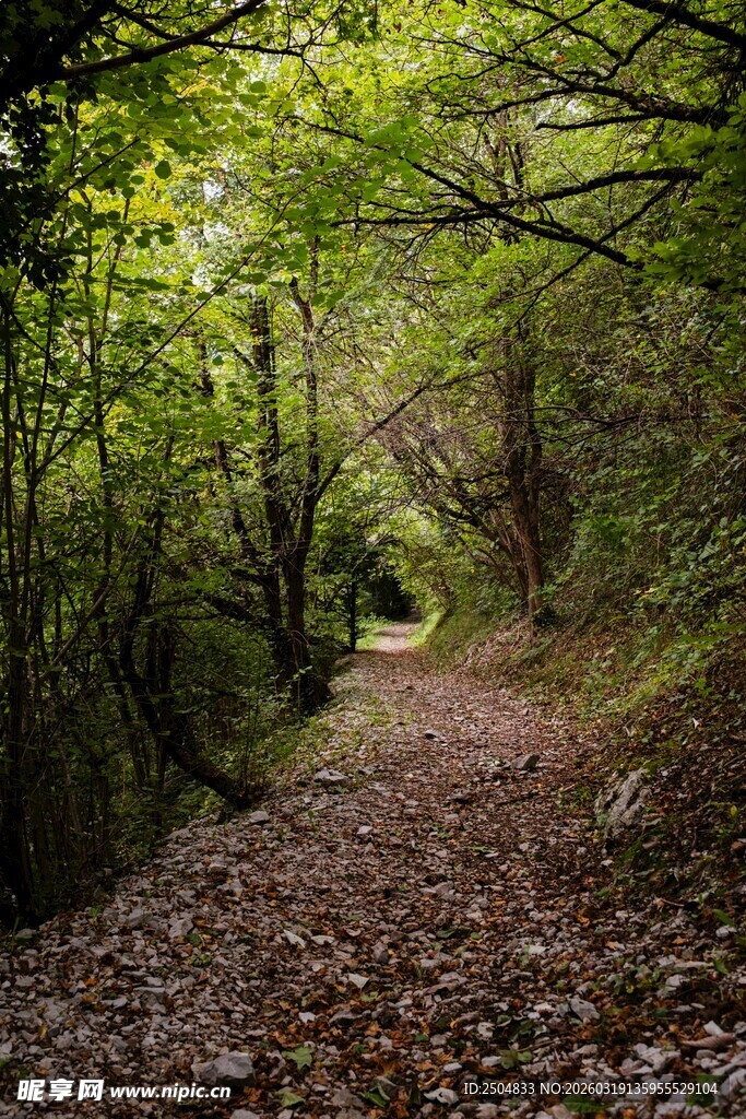 林间幽径 落叶铺就的诗意