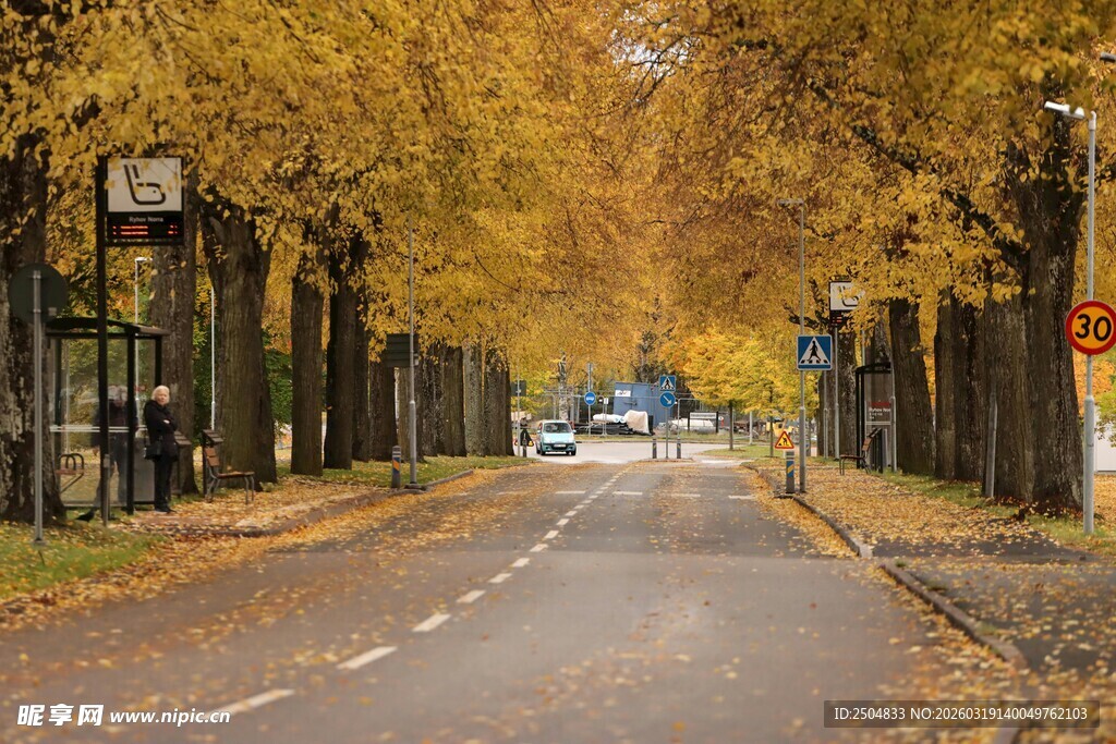 秋日林荫道风景