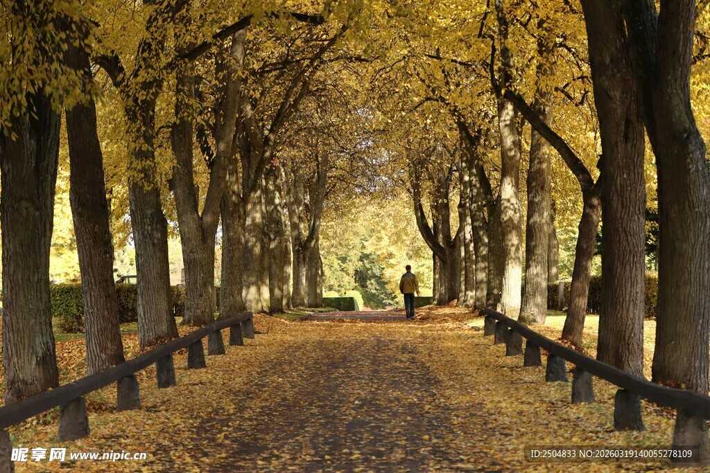 秋日林荫道 落叶铺就美景