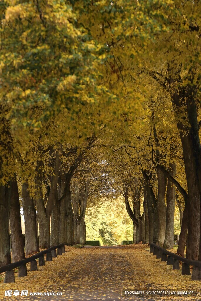 秋日林荫道美景