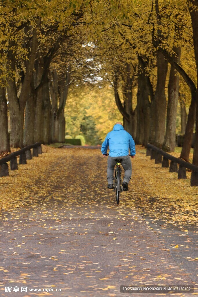 秋日骑行在金黄林荫道
