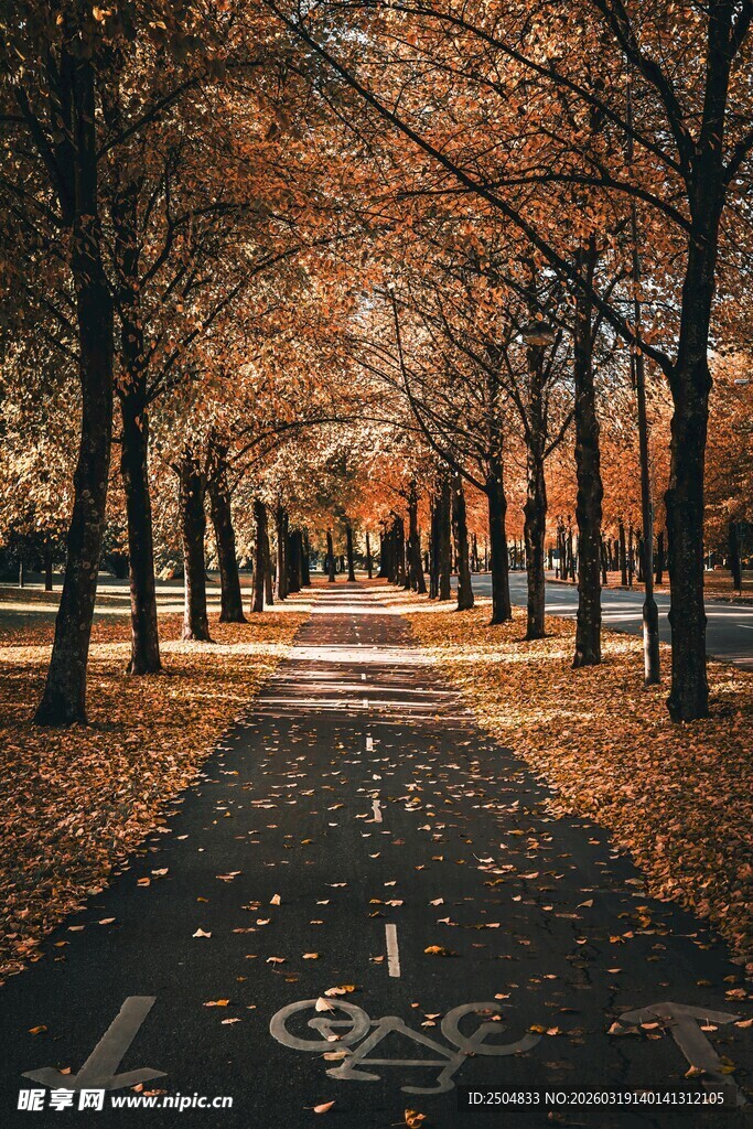 秋日林荫道 落叶铺就美景