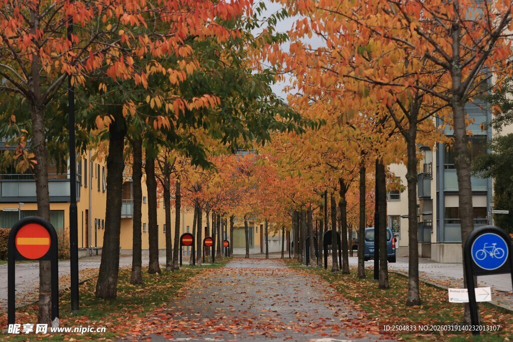 秋日林荫道 落叶铺就美景