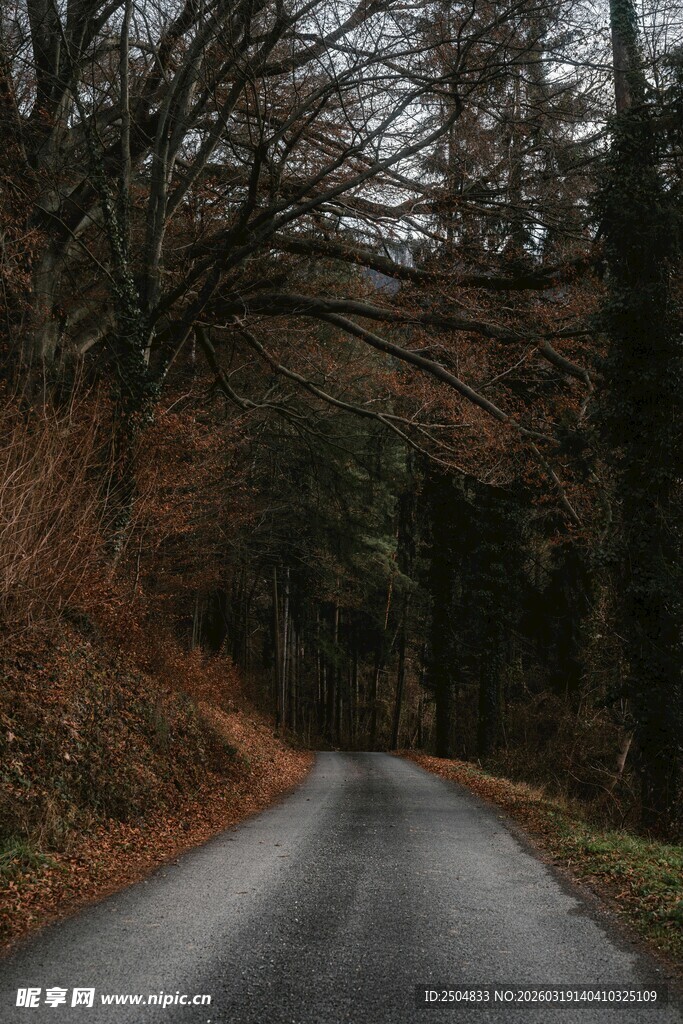 林间蜿蜒小路 静谧之景