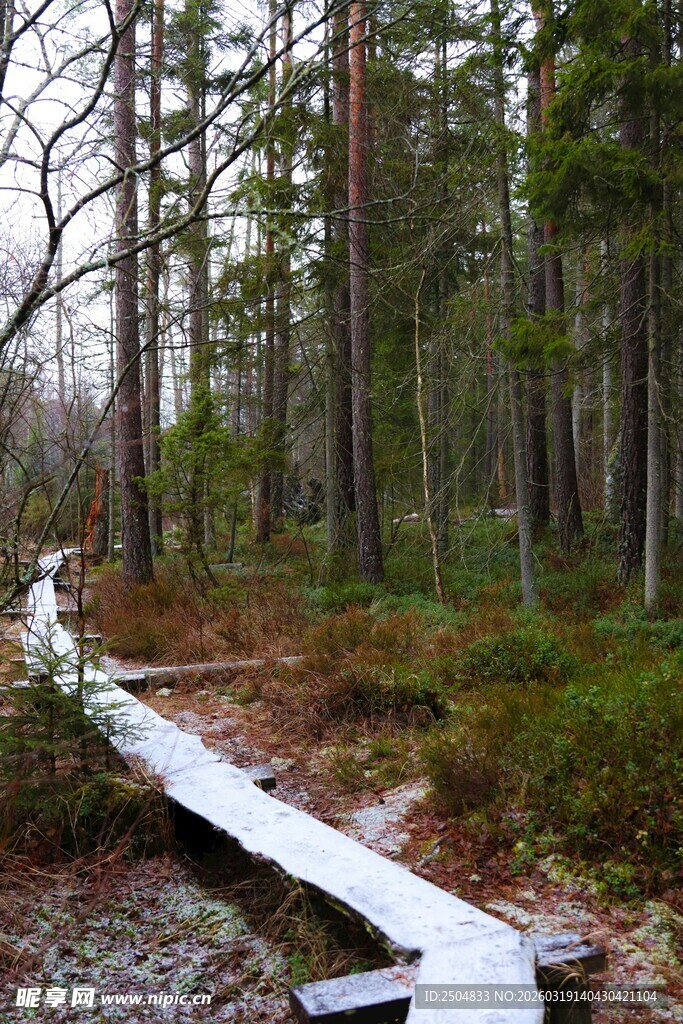 冬日林间的木质步道