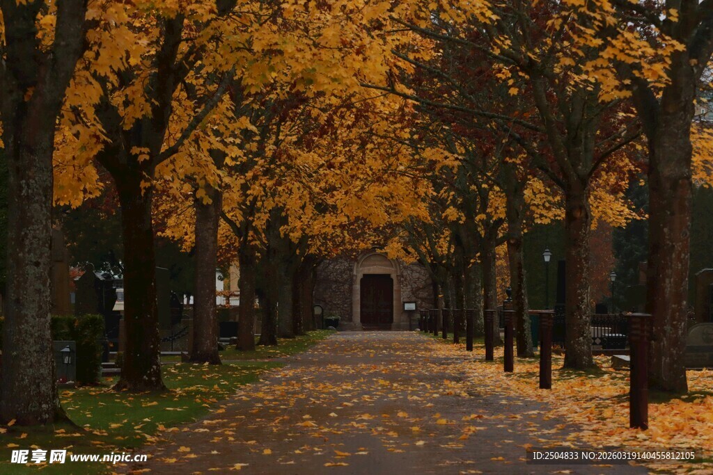 秋日林荫道的斑斓美景