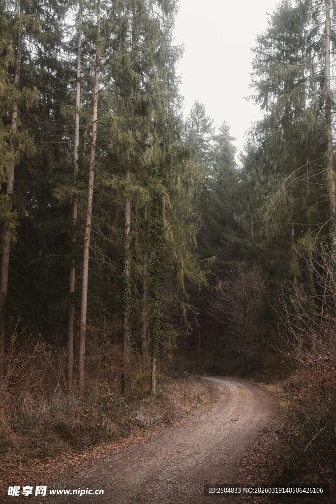 林间蜿蜒土路 静谧森林景