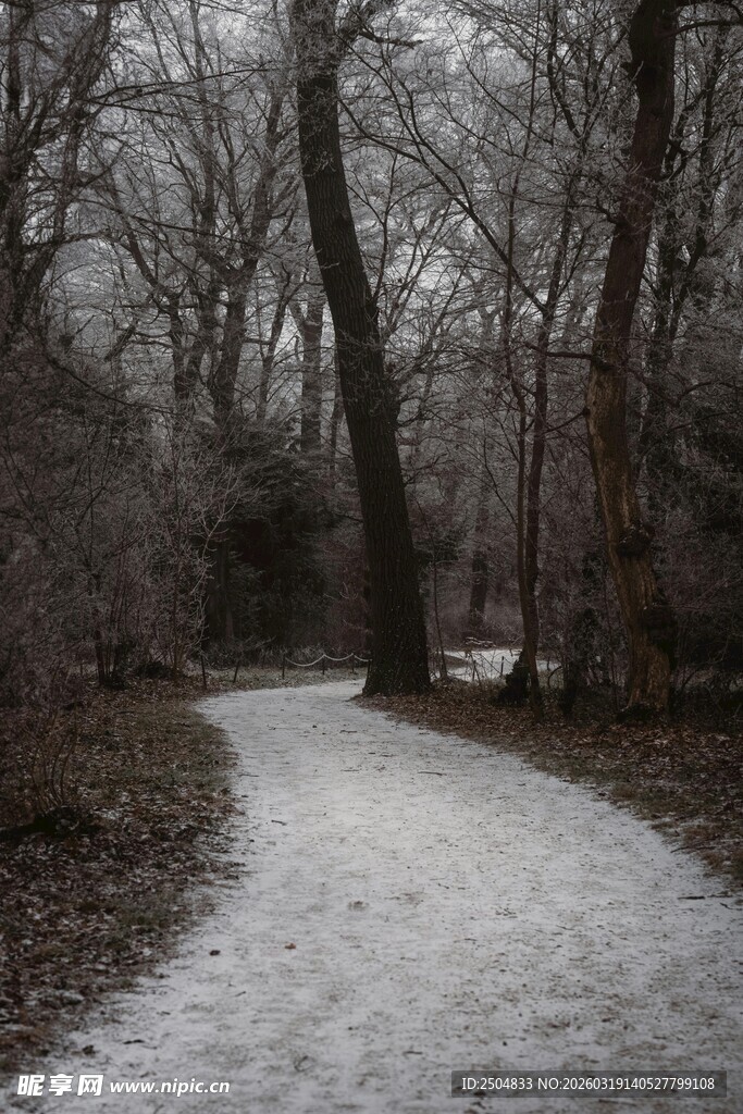 冬日林间覆雪小径
