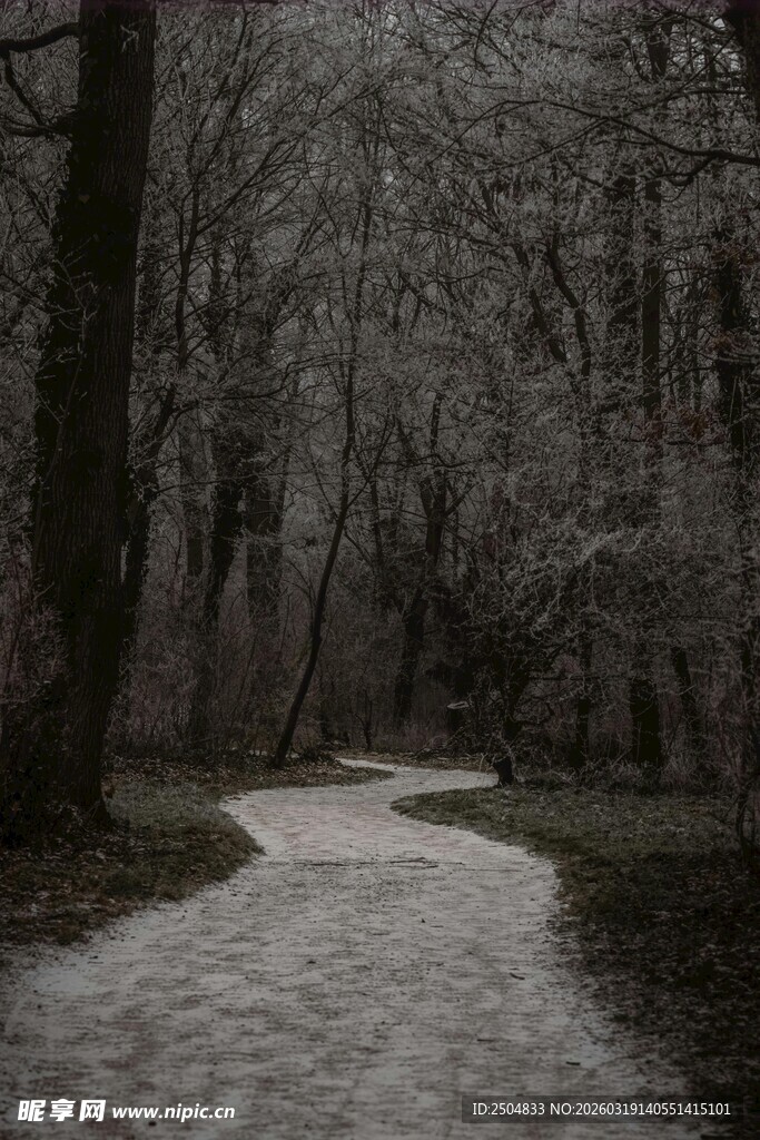 林间幽径黑白风景图