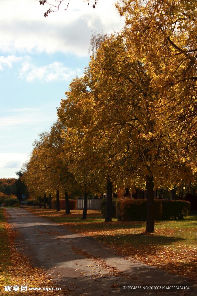 秋日林荫道 黄叶铺满地
