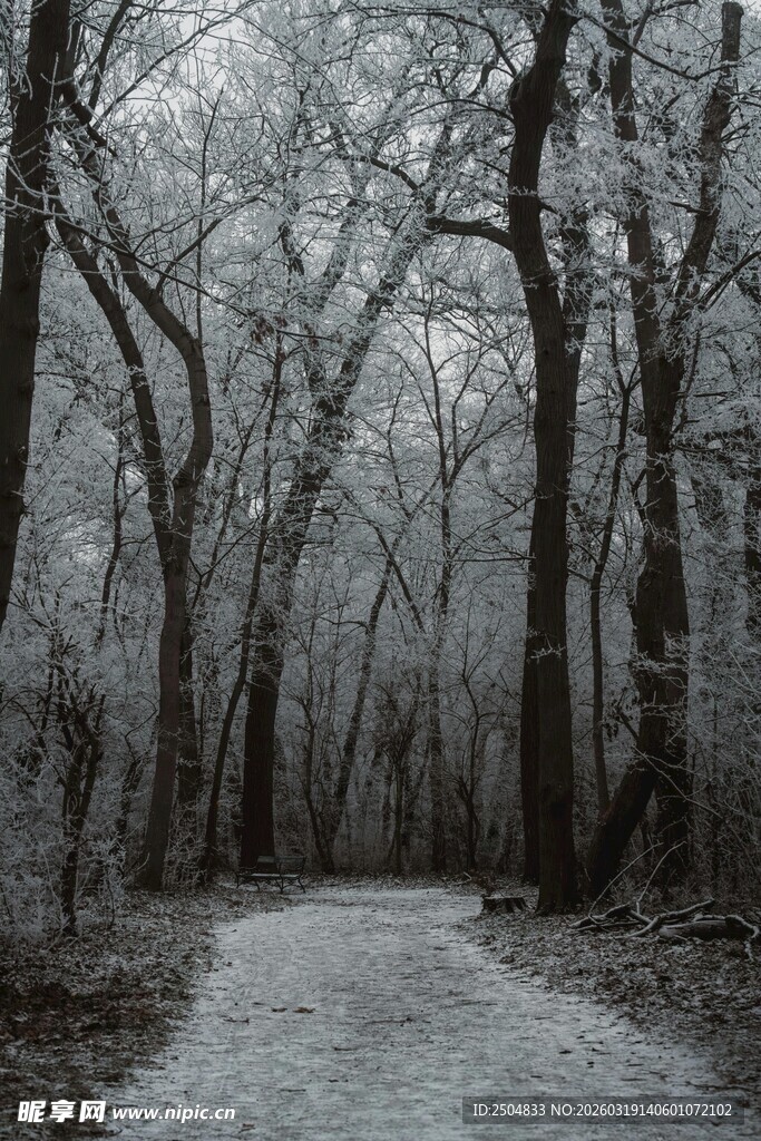 冬日雪覆林间小道