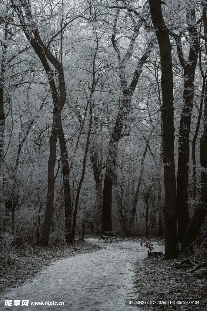 冬日雪覆林间小道