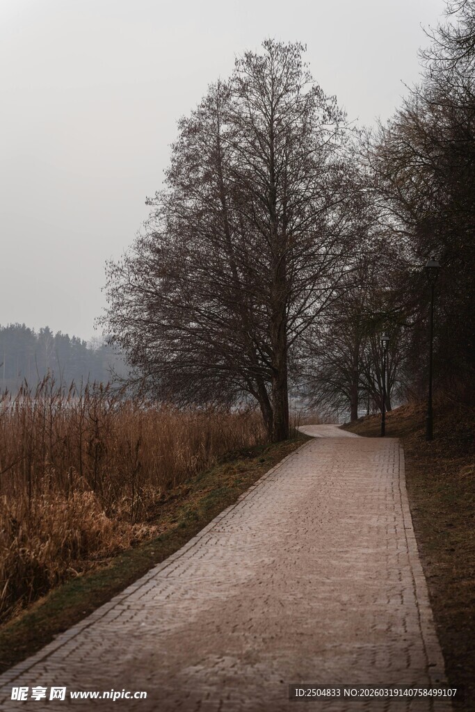 雾中静谧的林间小道