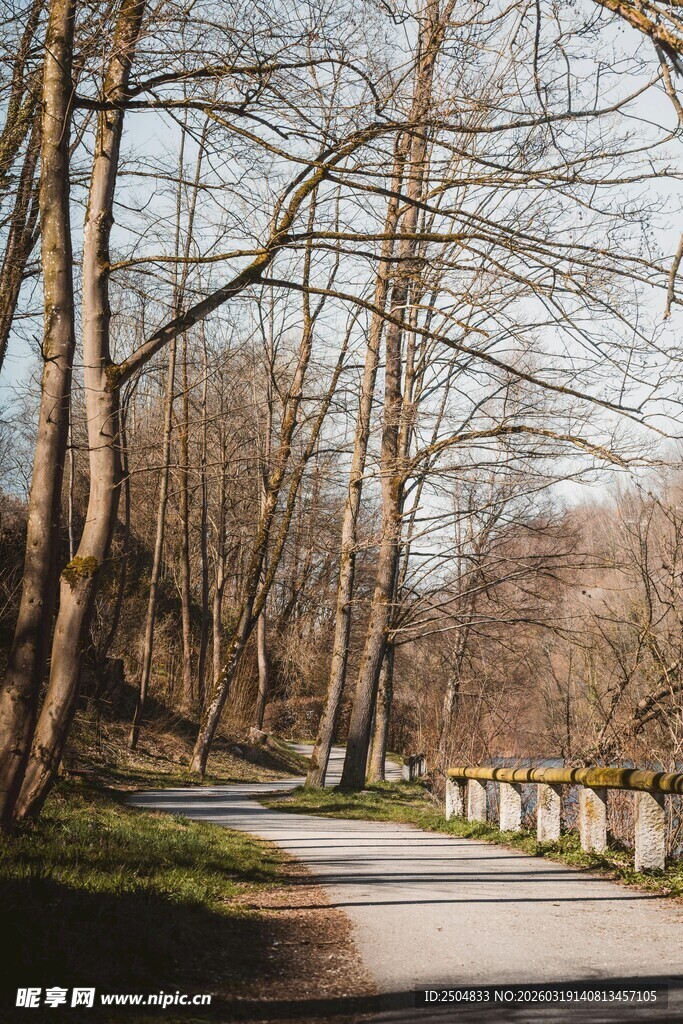 林间小路 静谧自然之景