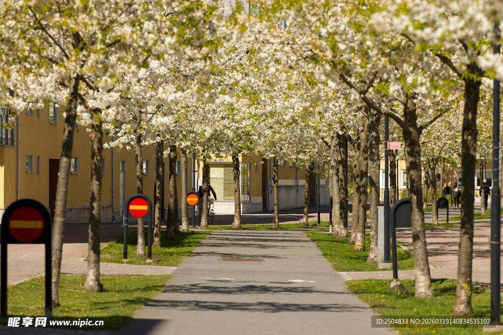 春日繁花盛开的林荫小道