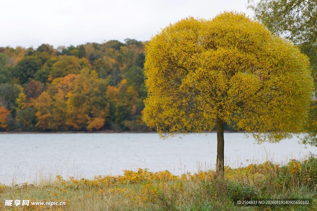 湖畔金黄树木秋日美景