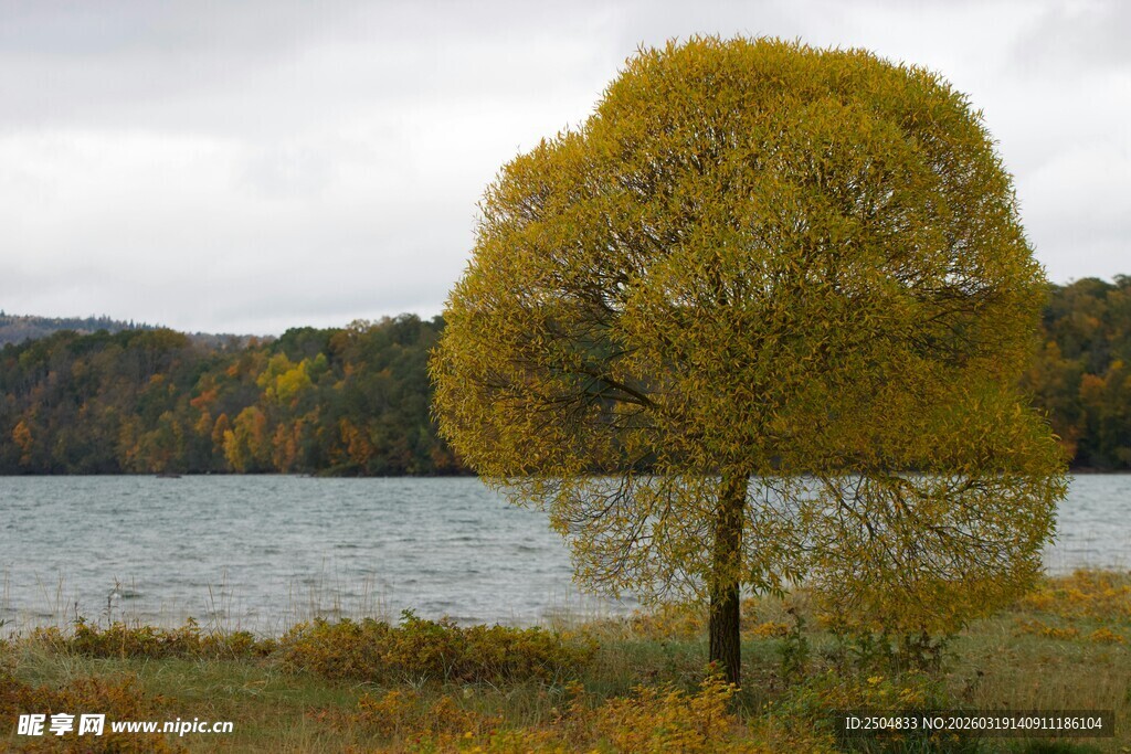 湖畔孤树秋景