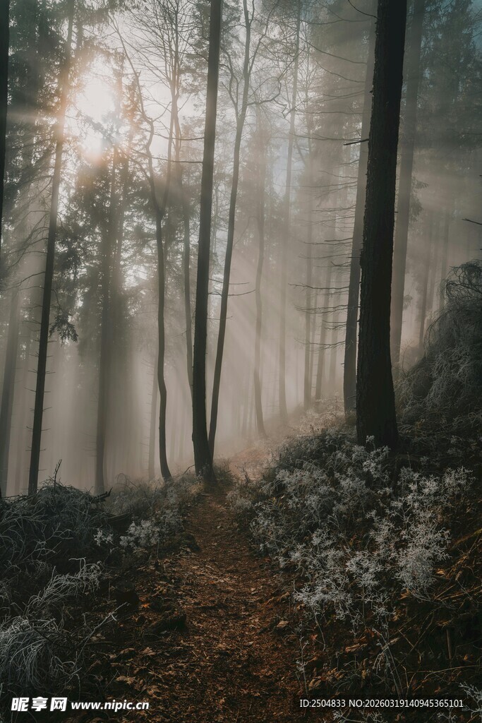 林间晨雾中的阳光小道