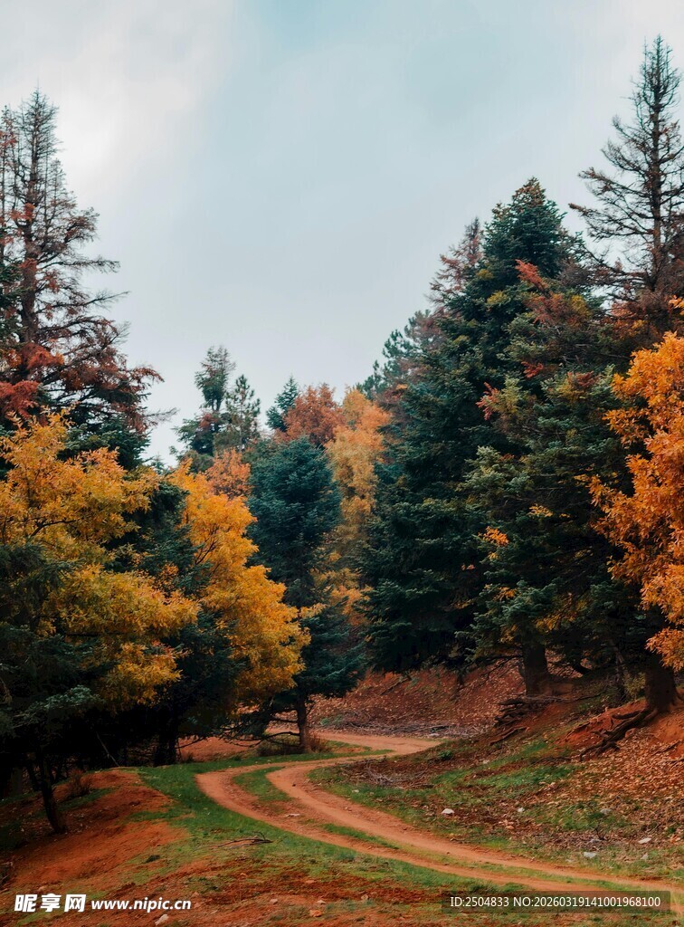 秋日山林间的蜿蜒小路