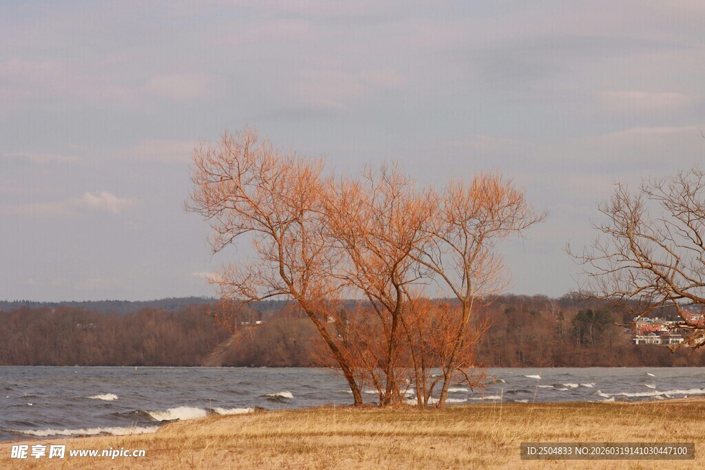 湖畔枯树 秋冬静谧景致