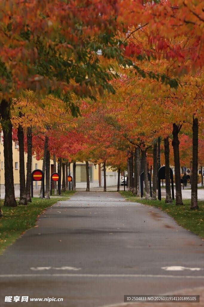 秋日枫树林中的静谧道路